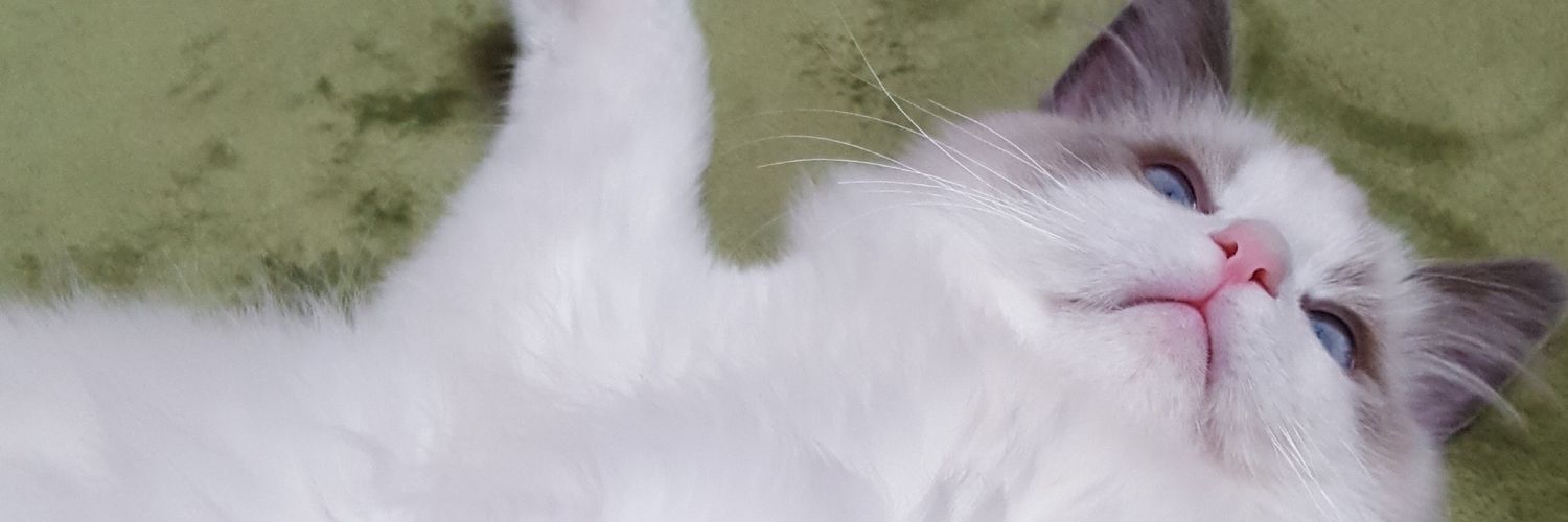 お団子猫 banner