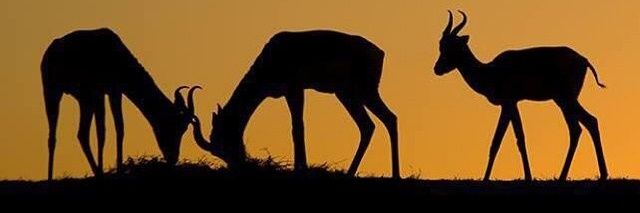 a_mo7sen_'s profile banner image
