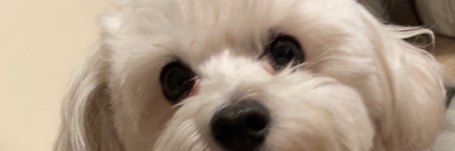 CocoMalteseDog's profile banner image