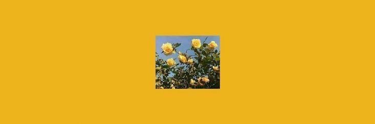 thisisfree4x's profile banner image