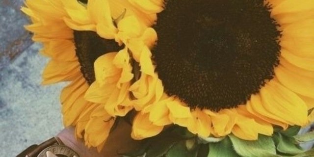 Castanedax310's profile banner image