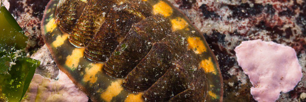 ohchiton's profile banner image