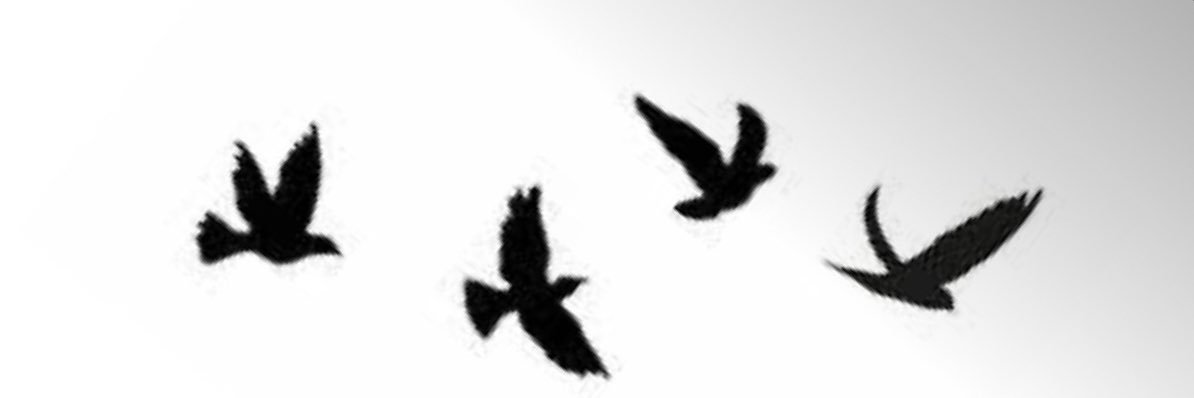 littoRodney's profile banner image