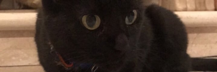 SimSoCute's profile banner image