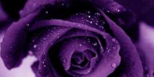 charendicha's profile banner image