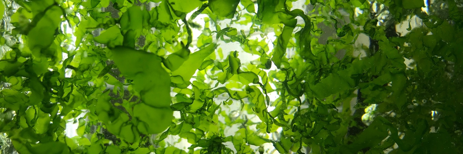 KStedt's profile banner image