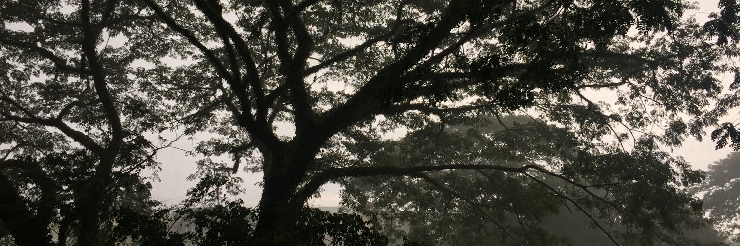 krnayo's profile banner image