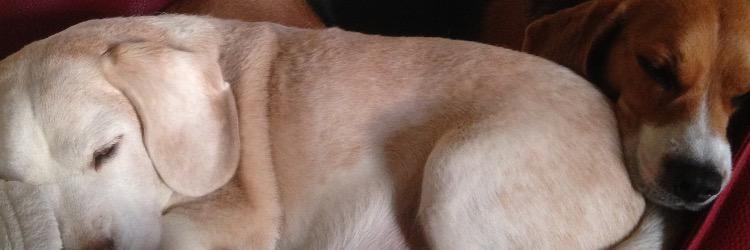 lee_villette's profile banner image