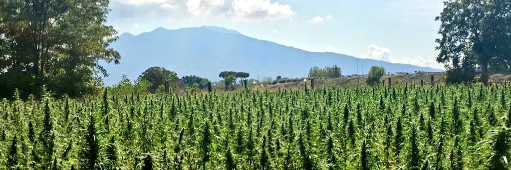 HempFarmLab's profile banner image