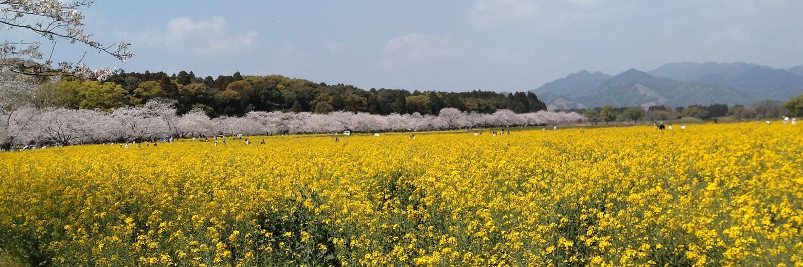 チップさん banner