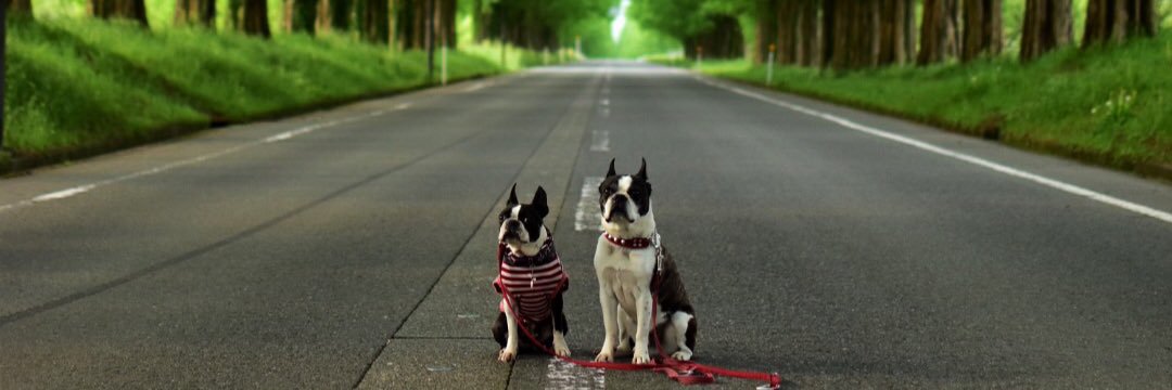 78450325's profile banner image
