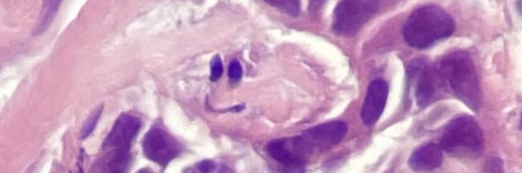 Justine Durno banner