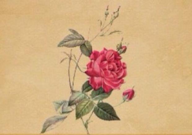 caMiladwi's profile banner image