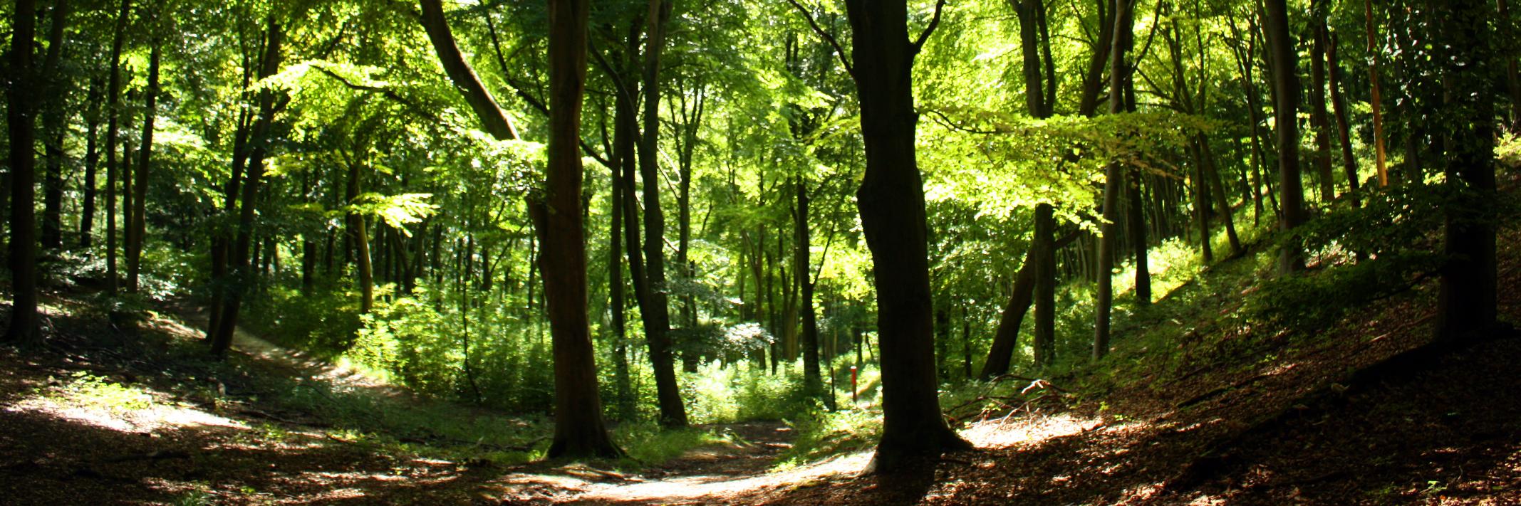 secondwind running banner