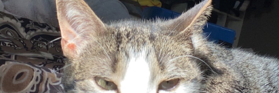 sayuriibro's profile banner image