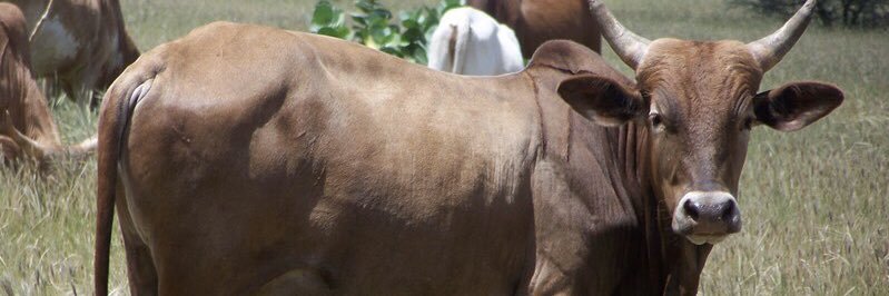 Alassane Diakite banner