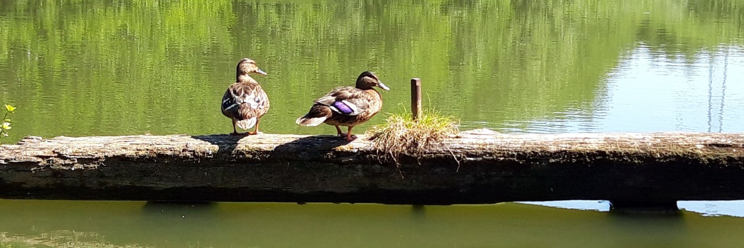 shoe_bird's profile banner image