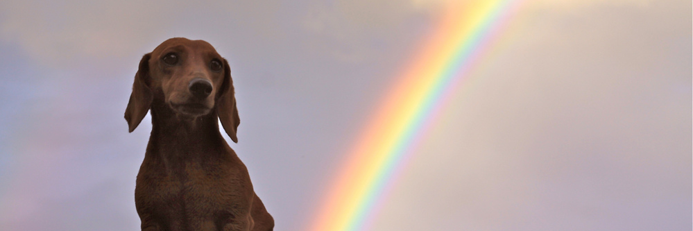 MollyDice's profile banner image