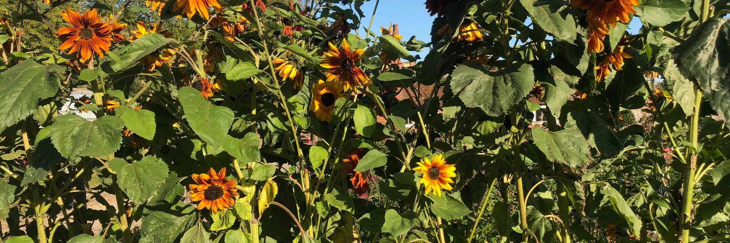 Elizabeth Chu banner