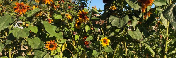 A_lizard_beth Profile Banner