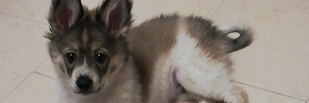 rosaca's profile banner image