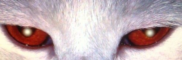 iamsonic2002's profile banner image