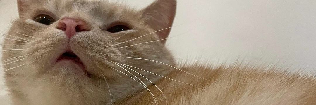 nlfdlh's profile banner image