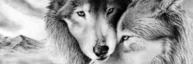 perroloco55's profile banner image