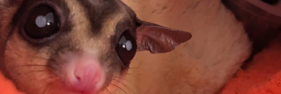 OrangeDelirious's profile banner image