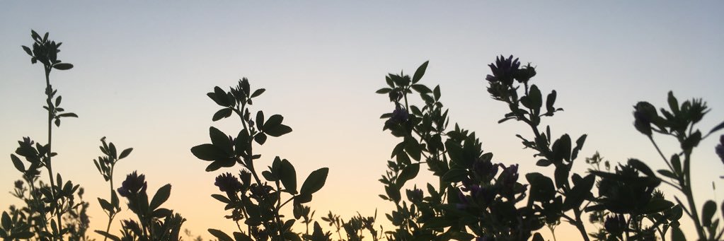 AmyYantzi's profile banner image
