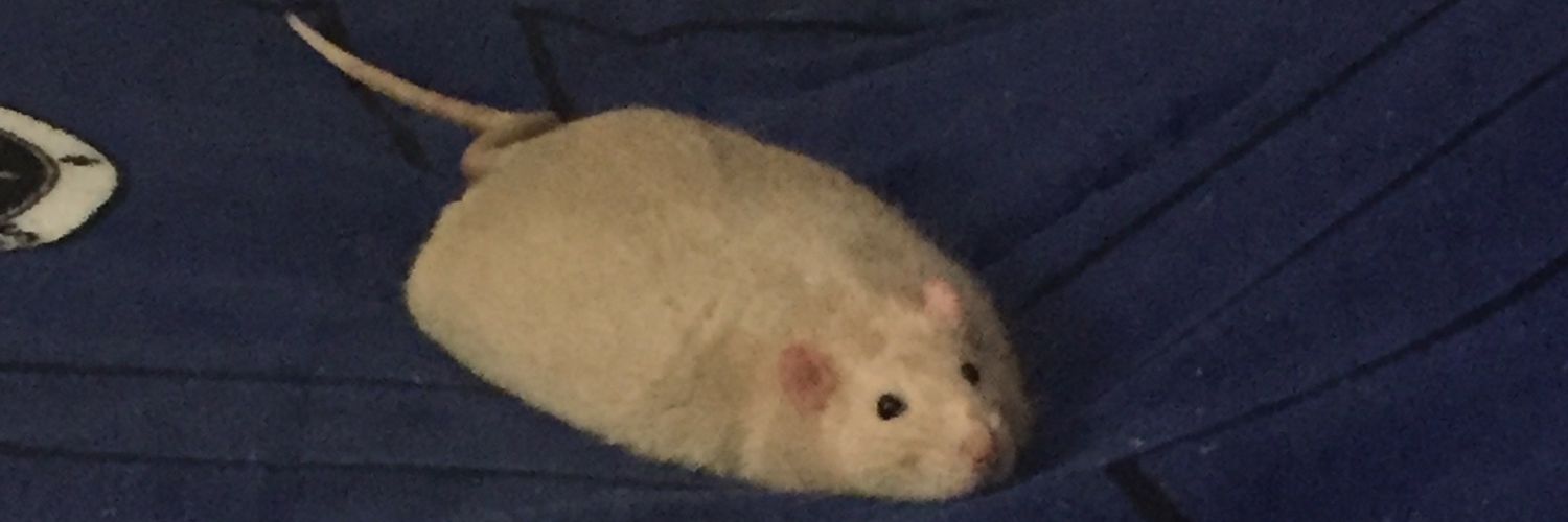 GalacticRattie's profile banner image