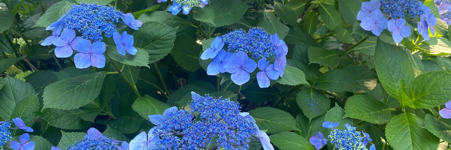 Bedheadgardener's profile banner image