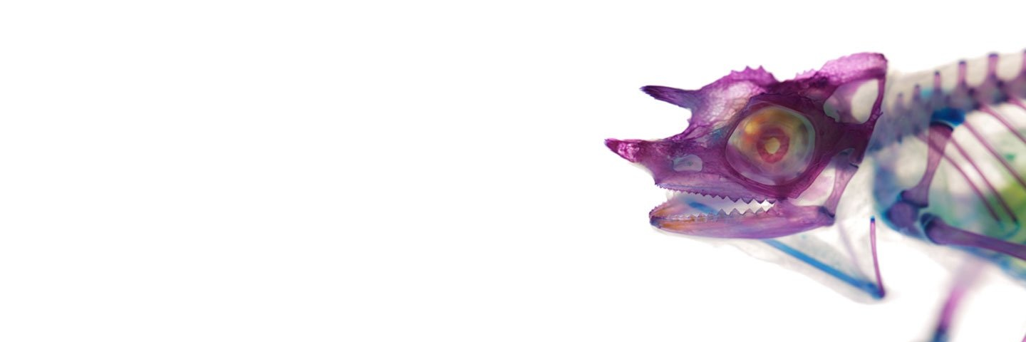 chromatographic's profile banner image