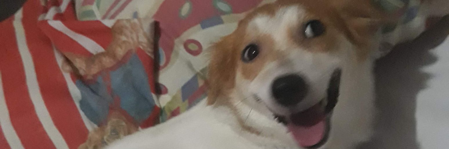 ylaylabandi's profile banner image
