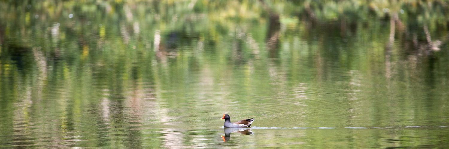 Kofi Amponsah-Mensah banner