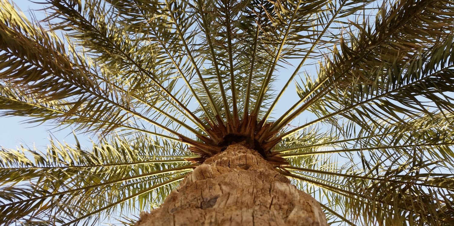 AlolayqiMio's profile banner image