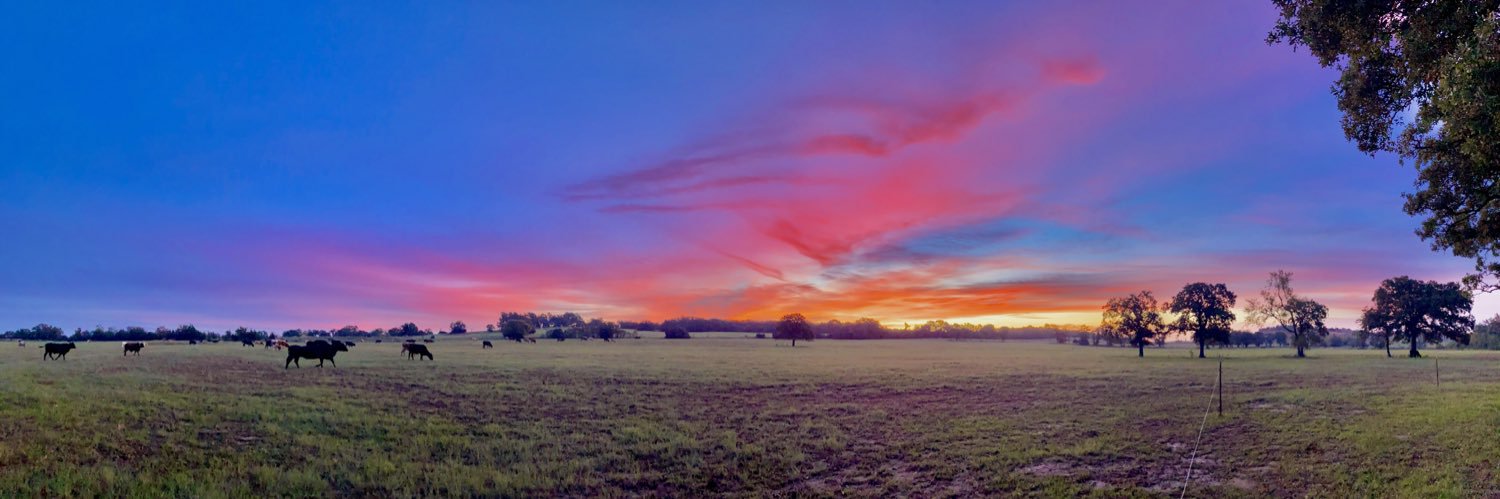 Red Cat 🇺🇸 banner