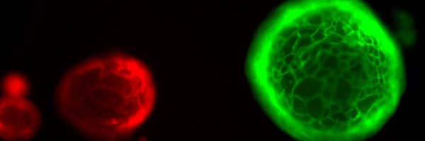 Chelsie_Sievers Profile Banner