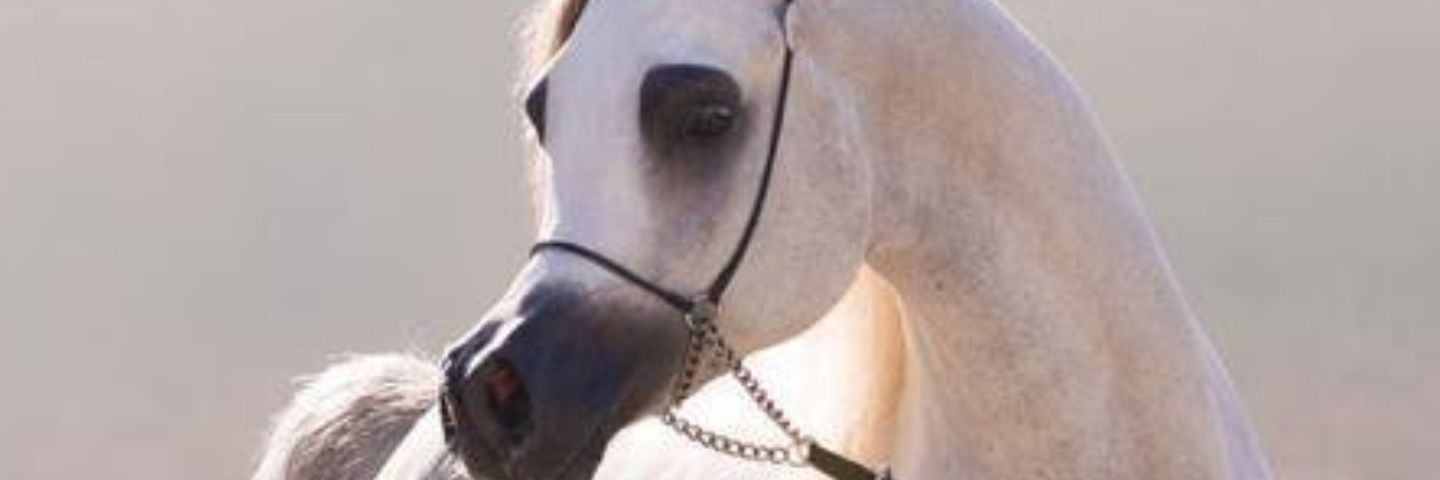 AlsehriH's profile banner image