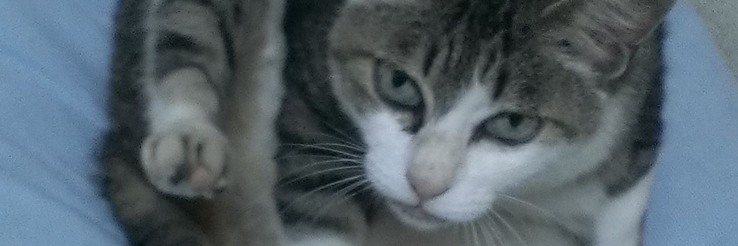 pekepote's profile banner image