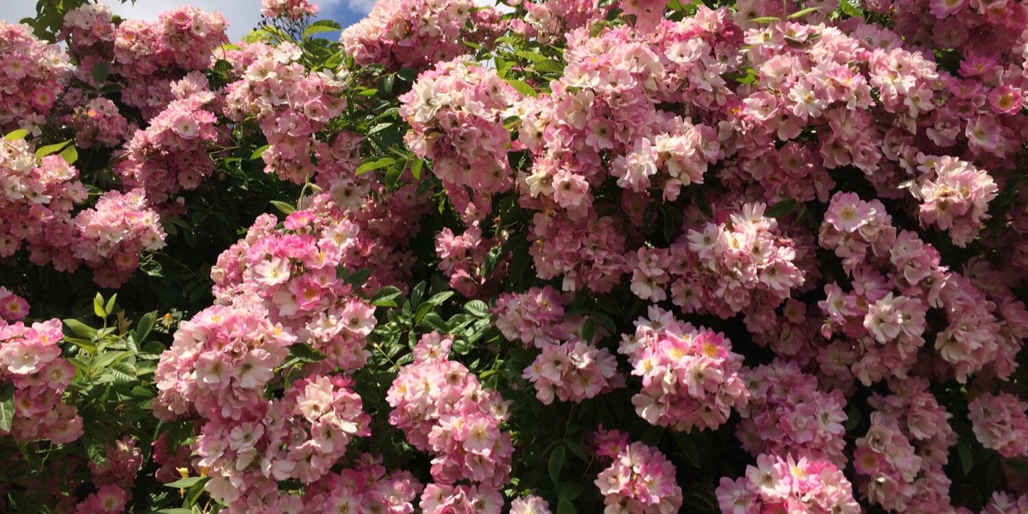 Estelle Assaf (Rozine) 🚀 banner