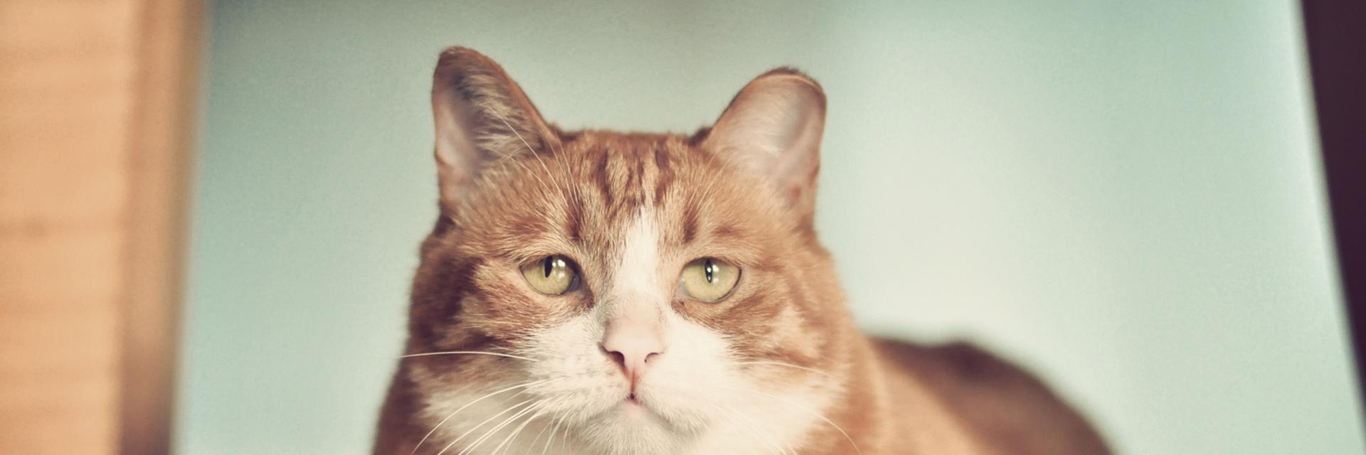 FurlingtonPost's profile banner image