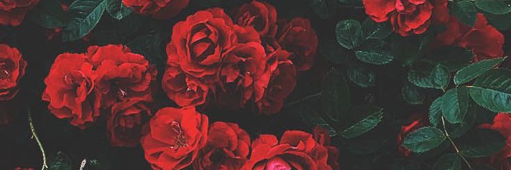 chachibearloves's profile banner image