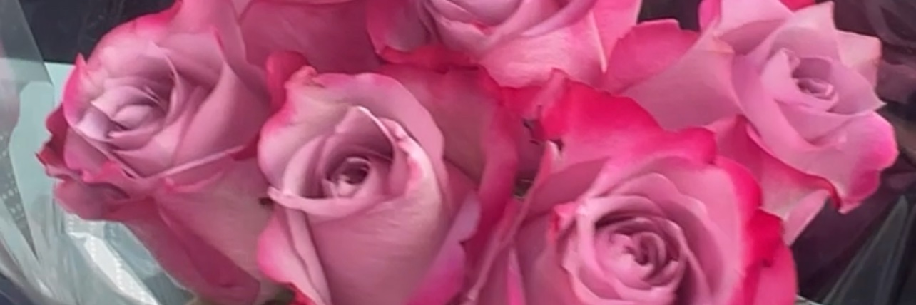 envylexa_'s profile banner image