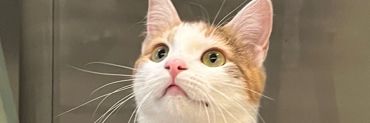 iremknnn's profile banner image