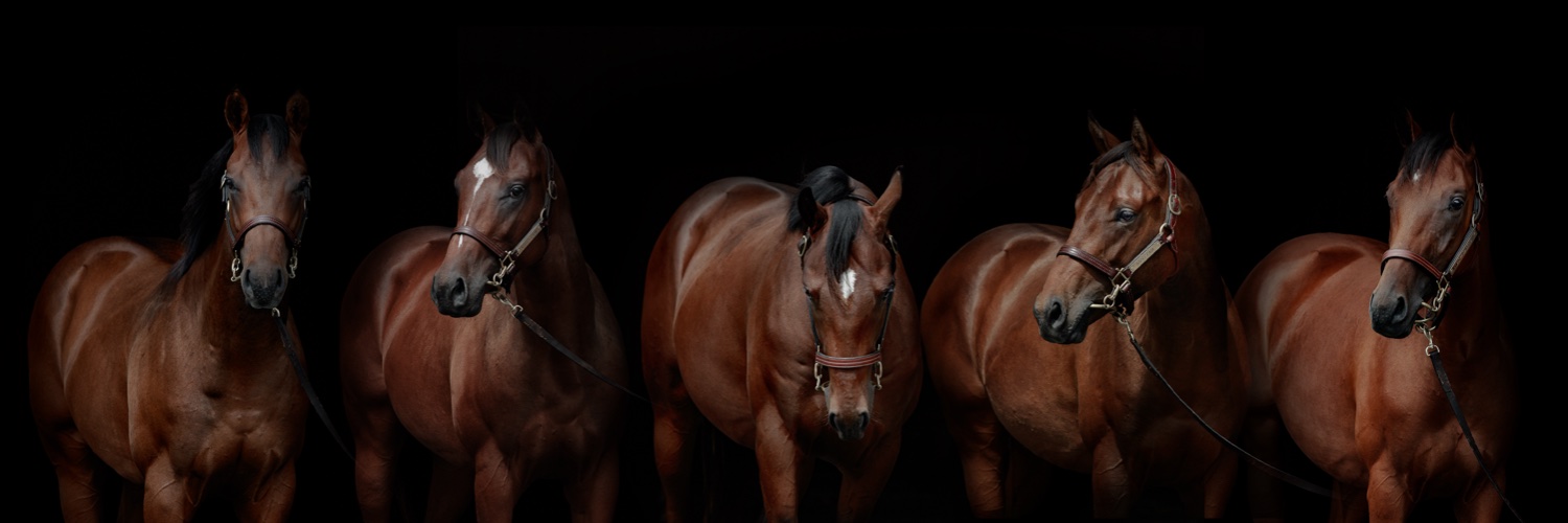 Haras de Saint Pair banner