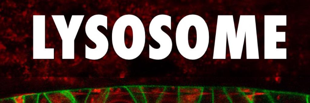 Lysosome6's profile banner image