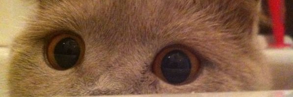 taleoftheowl's profile banner image