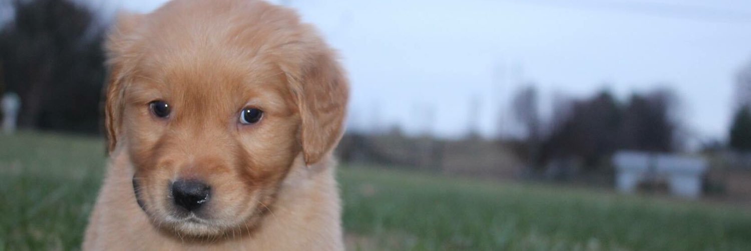 Kenzlear_'s profile banner image