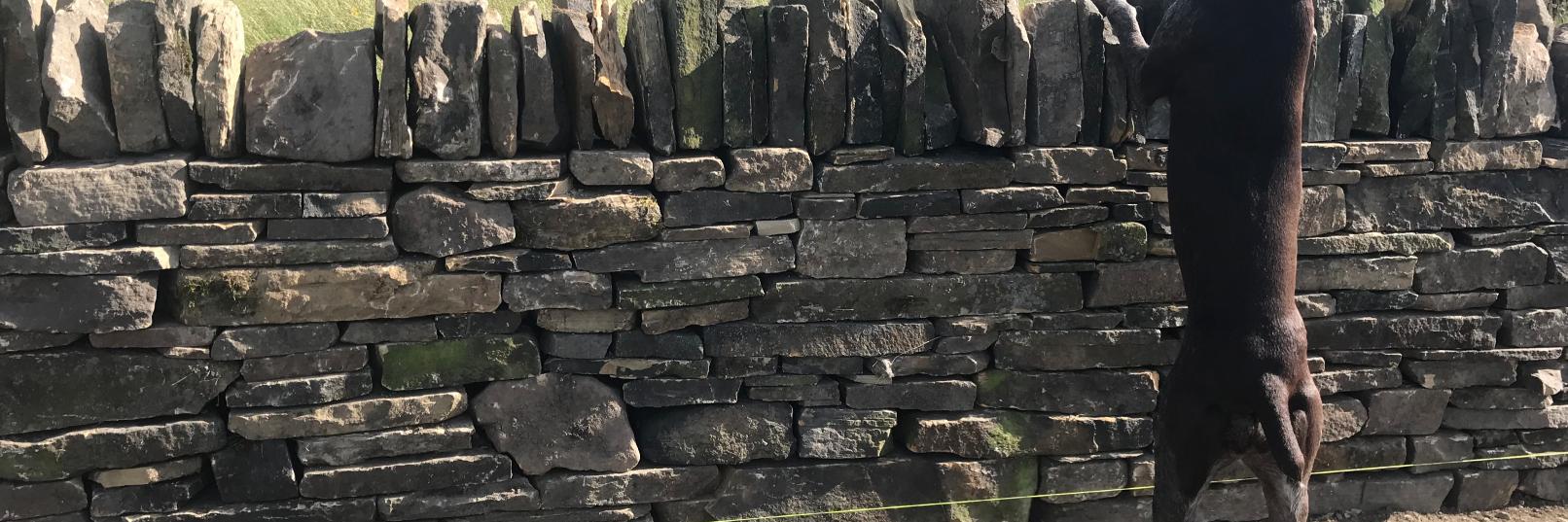 drystone_waller's profile banner image